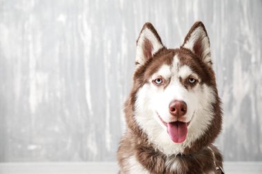 Gri arka plan üzerinde şirin Husky köpek