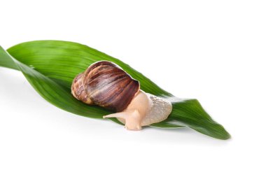 Beyaz arka planda dev Achatina salyangozu