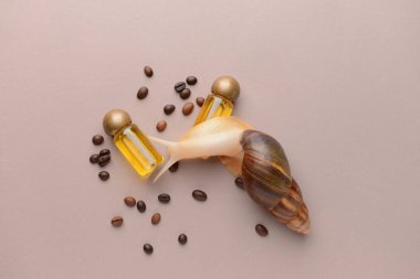 Giant Achatina snail, cosmetics and coffee beans on color background clipart