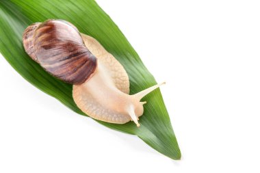 Beyaz arka planda dev Achatina salyangozu