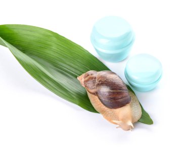 Beyaz arka planda dev Achatina salyangozu ve kozmetik ürünleri