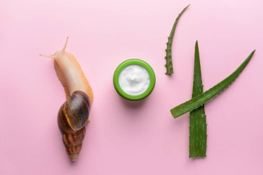 Dev Achatina salyangoz, krema ve aloe vera renk arka plan üzerinde