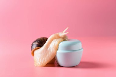 Dev Achatina salyangoz ve kozmetik renk arka plan üzerinde