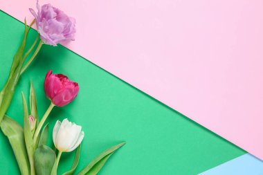 renkli arka plan üzerinde güzel laleler