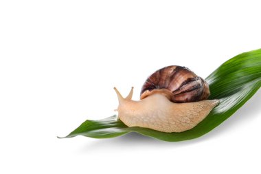 Beyaz arka planda dev Achatina salyangozu