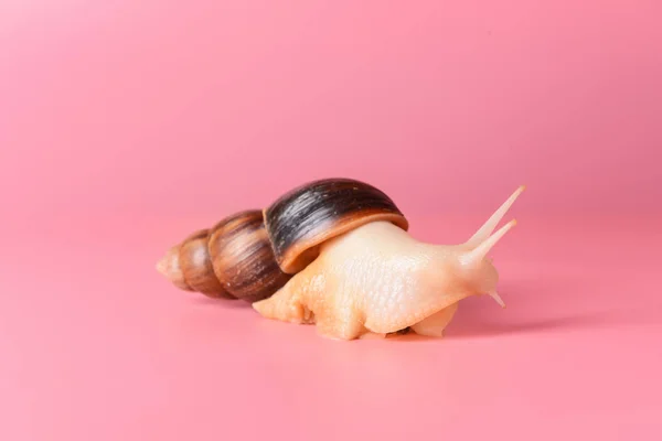Giant Achatina snail on color background — Stock Photo, Image