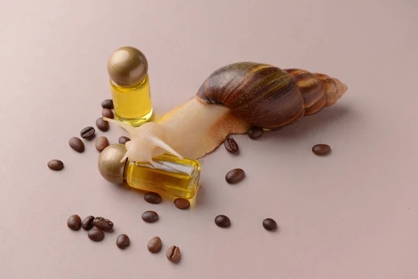 Giant Achatina snail, cosmetics and coffee beans on color background — Stock Photo, Image