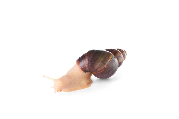 Giant Achatina slak op witte achtergrond — Stockfoto