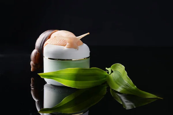 Giant Achatina snail and cosmetics on dark background — Stock Photo, Image