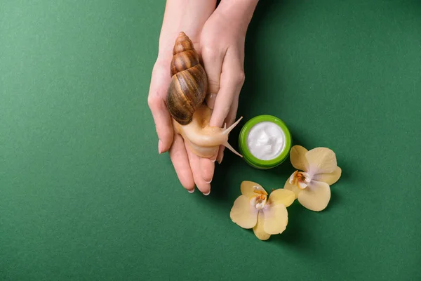 Female hands with giant Achatina snail and cosmetics on color background