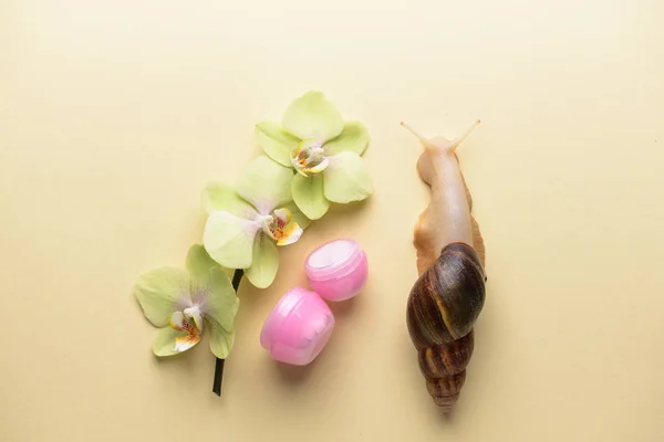 Giant Achatina snail, flowers and cosmetics on color background — Stock Photo, Image