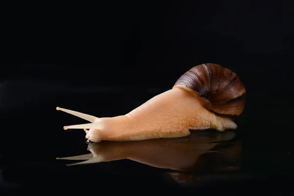 Giant Achatina snail on dark background