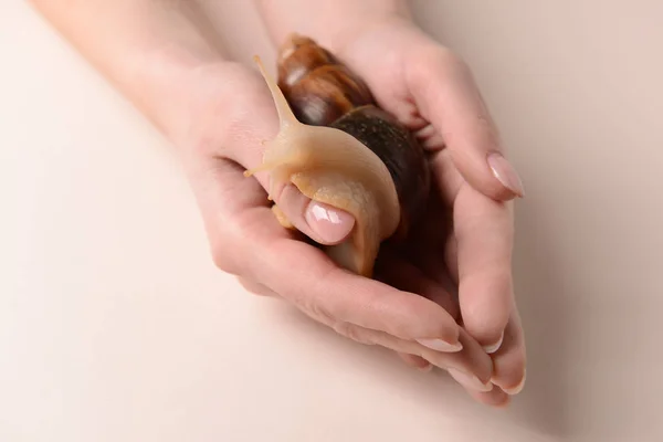 Female hands with giant Achatina snail on light background