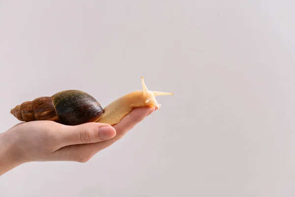 Female hand with giant Achatina snail on light background — Stock Photo, Image