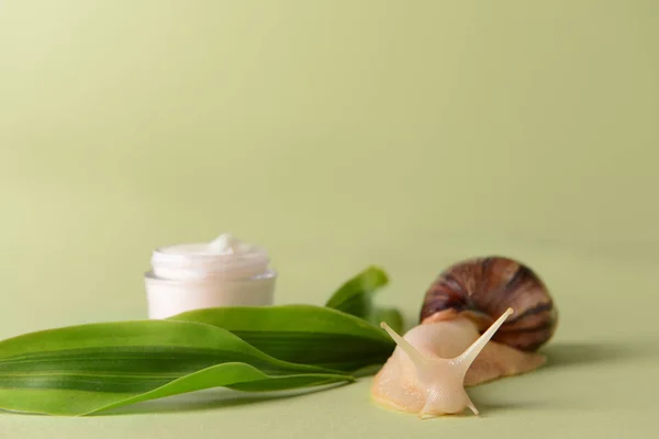 Caracol Achatina gigante e cosméticos no fundo de cor — Fotografia de Stock