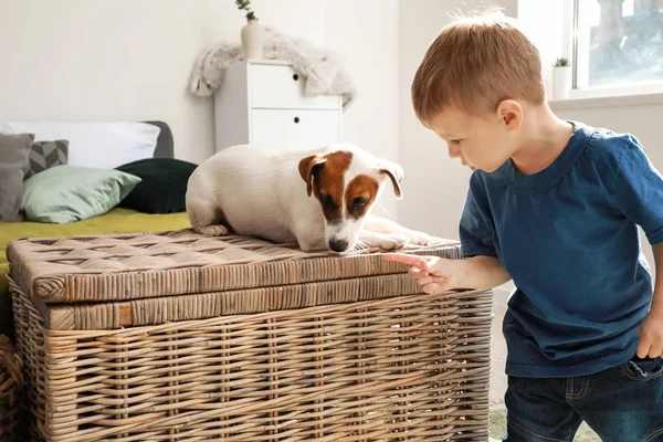 Cute little boy with funny dog at home — Stock Photo, Image