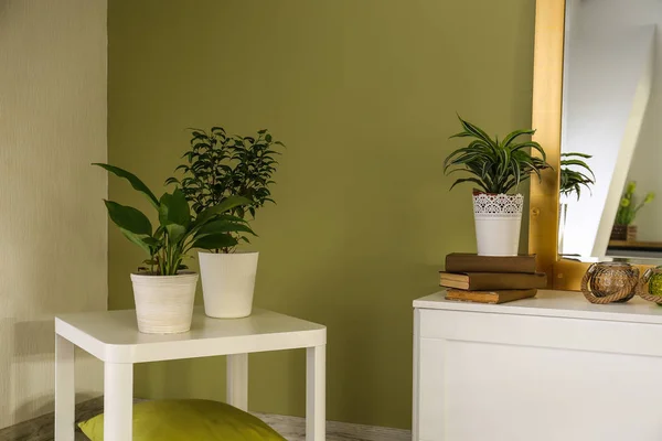 Интерьер красивого современного номера с комнатными растениями — стоковое фото