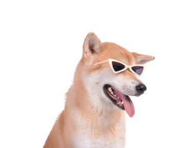 Beyaz arka planda güneş gözlüklü şirin Akita Inu köpeği.