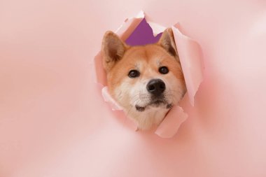Akita Inu köpek yırtık renk kağıt delikten görünür