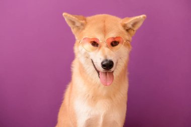 Renk arka plan üzerinde güneş gözlüklü şirin Akita Inu köpek