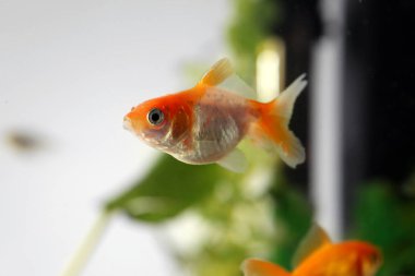 güzel balık akvaryum