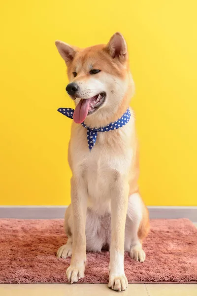 Cute Akita Inu dog sitting on carpet near color wall — Stock Photo, Image