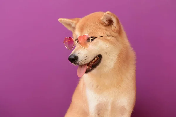 Cão Akita Inu bonito com óculos de sol sobre fundo de cor — Fotografia de Stock