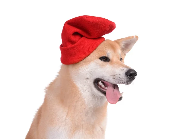 Cute Akita Inu dog in hat on white background — Stock Photo, Image