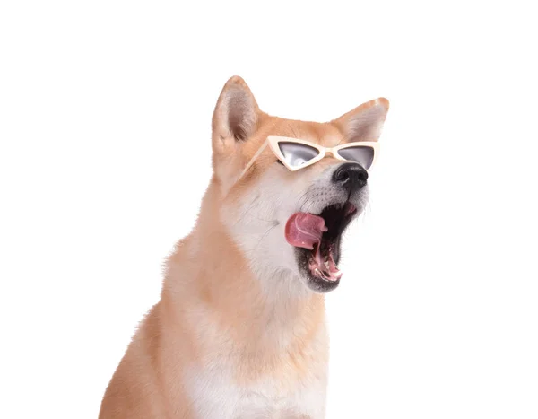 Cute Akita Inu dog with sunglasses on white background — Stock Photo, Image