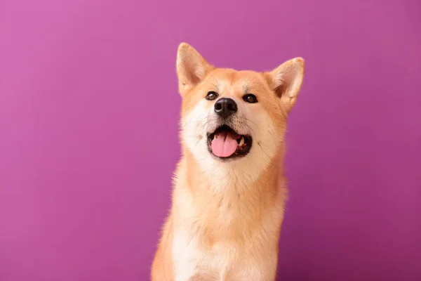 Lindo perro Akita Inu sobre fondo de color — Foto de Stock