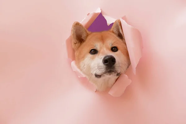 Cute Akita Inu dog visible through hole in torn color paper — Stock Photo, Image