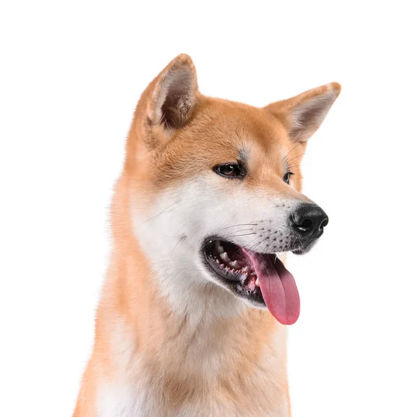 Cão Akita Inu bonito no fundo branco — Fotografia de Stock