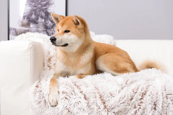 Lindo perro Akita Inu en el sofá en casa —  Fotos de Stock