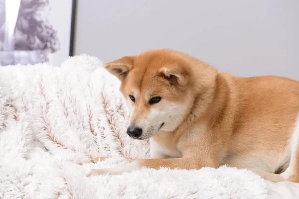 Aranyos Akita Inu kutyák otthon a kanapén — Stock Fotó