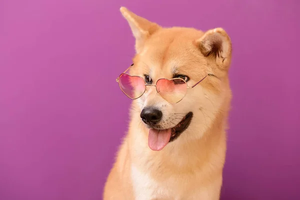 Cute Akita Inu dog with sunglasses on color background — Stock Photo, Image