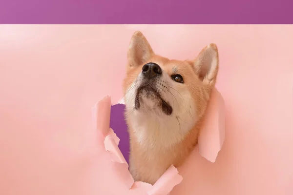 Mignon chien Akita Inu visible à travers un trou dans du papier couleur déchiré — Photo