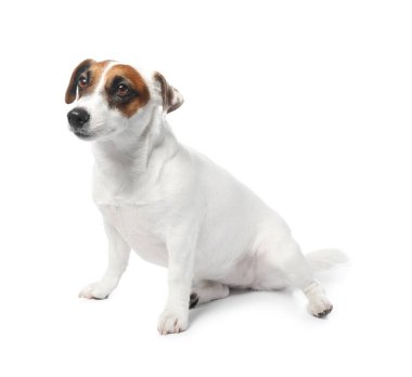 Şirin komik köpek ve beyaz arka plan üzerinde kuru mama ile kase