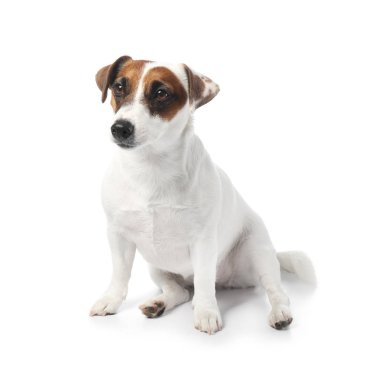 Şirin komik köpek ve beyaz arka plan üzerinde kuru mama ile kase