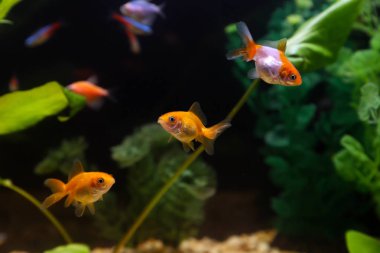 güzel balık akvaryum
