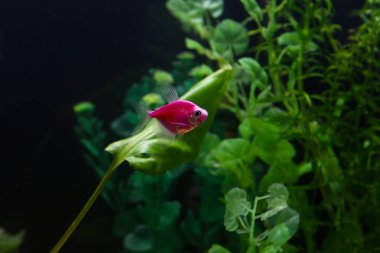 güzel balık akvaryum