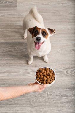 Kadın evde onun sevimli köpek besleme