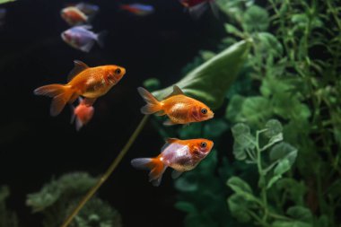 güzel balık akvaryum