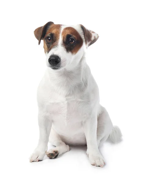 Leuke grappige hond en kom met gezond voedsel op witte achtergrond — Stockfoto