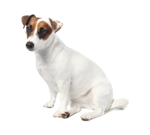 Cão engraçado bonito e tigela com comida saudável no fundo branco — Fotografia de Stock