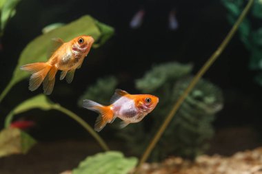 güzel balık akvaryum