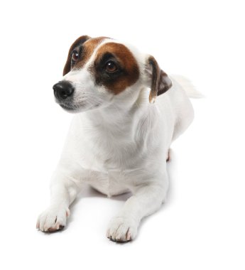 Şirin komik köpek ve beyaz arka plan üzerinde sağlıklı gıda ile kase