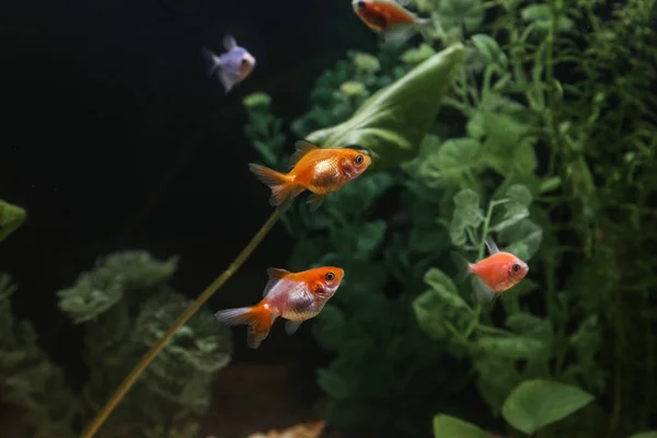 Schöne Fische im Aquarium — Stockfoto