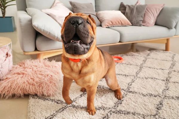 Anjing lucu yang lucu di rumah — Stok Foto