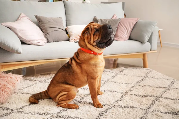 Anjing lucu yang lucu di rumah — Stok Foto