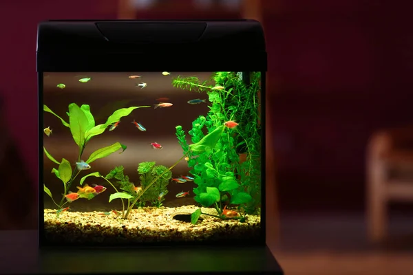 Красивый аквариум на столе в номере — стоковое фото
